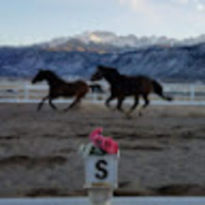 Meet your Posher, Sandy